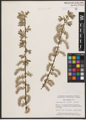 Salix bebbiana Sarg.